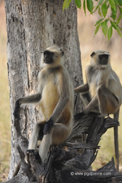 Singes Entelle