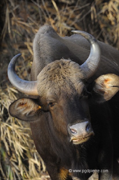 Gaur ou Bison d'Asie, en Indes