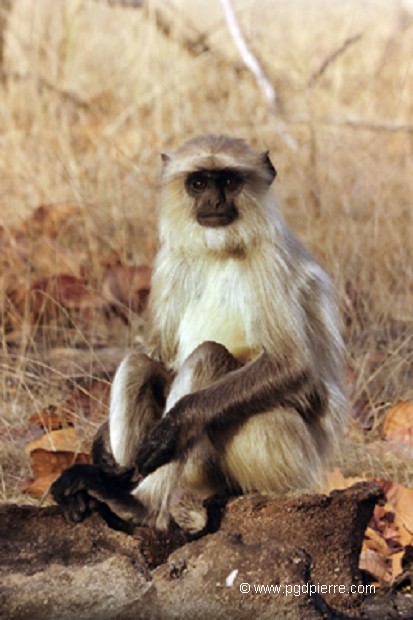Singe Entelle curieux!