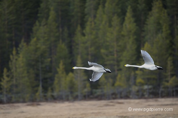 cygnes à bec jaune soleil couchant