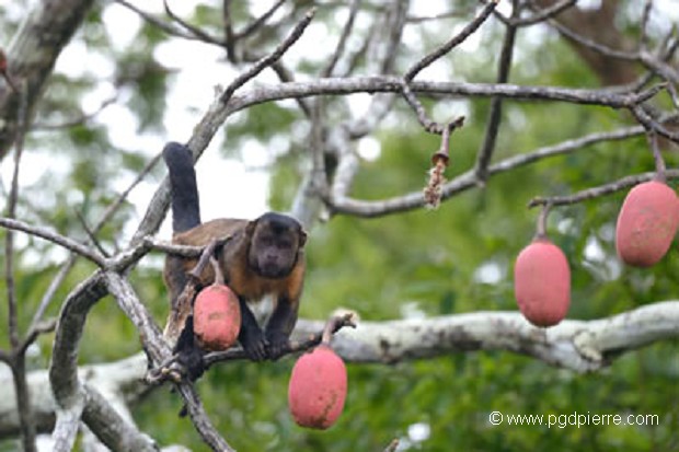 Capucin dans la canopée d'Amazonie