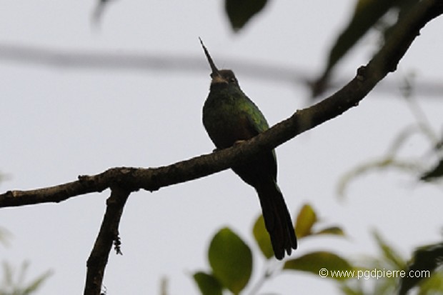 Jacamar d'Amazonie