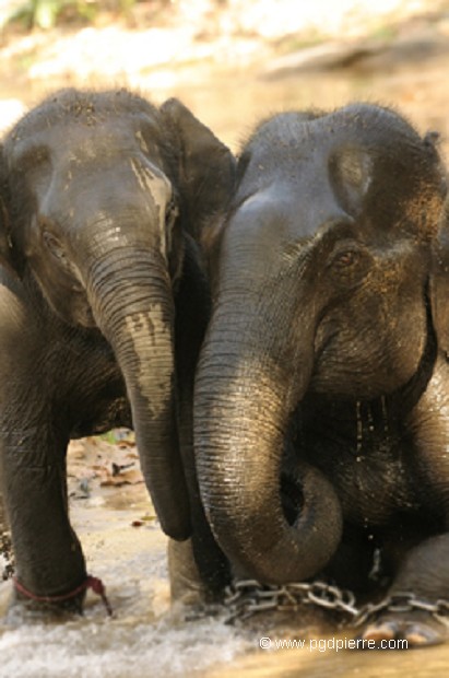 Jeune éléphant d'Asie et maman (après son travail)