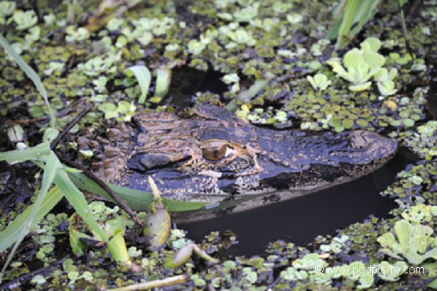 Jeune caiman à tête large au Pantanal