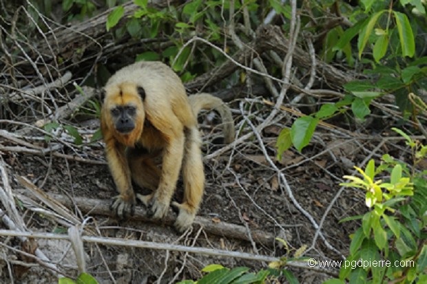 Femelle singe hurleur. Maro grosso, Brésil