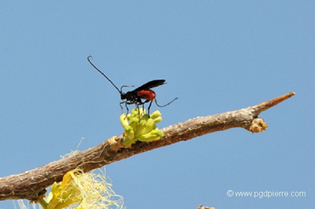Ichneumonoidea sur Ringwood -Afrique du sud