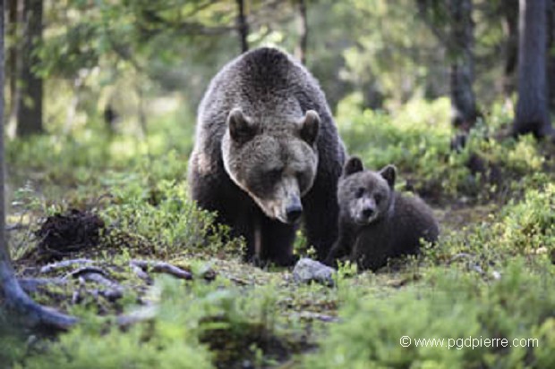 Maman ours et son bébé de 3 mois environ