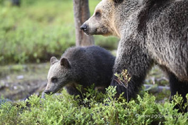 Maman ours et bébé