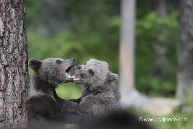 Les 2 frères jouent derrière maman ours