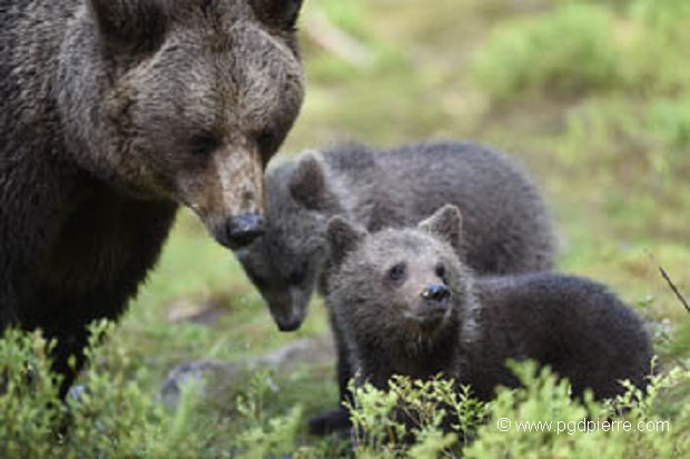 Maman ours et ses 2 fils