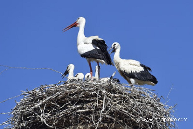 Cigognes sur leur nid à Konstanz. Allemagne