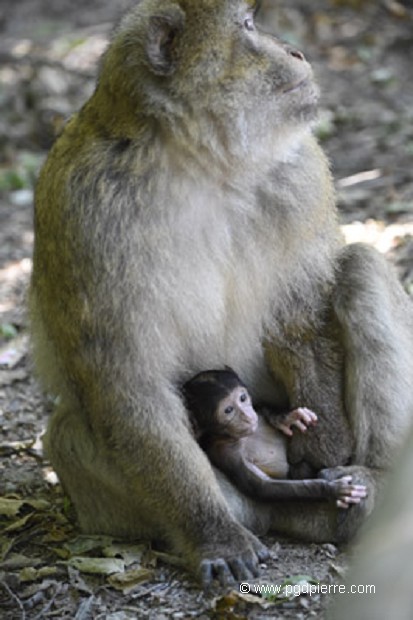 maman Mago et bébé