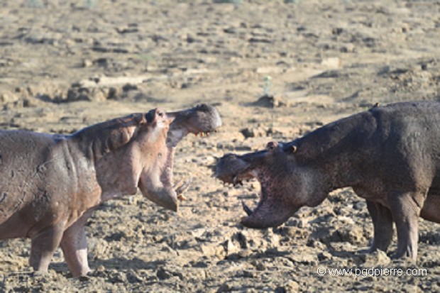 Affrontement d'hippopotames pour le territoire