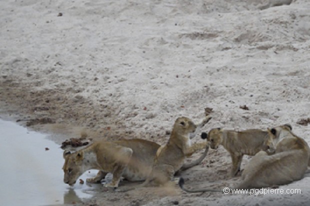 Lionceaux au marigot