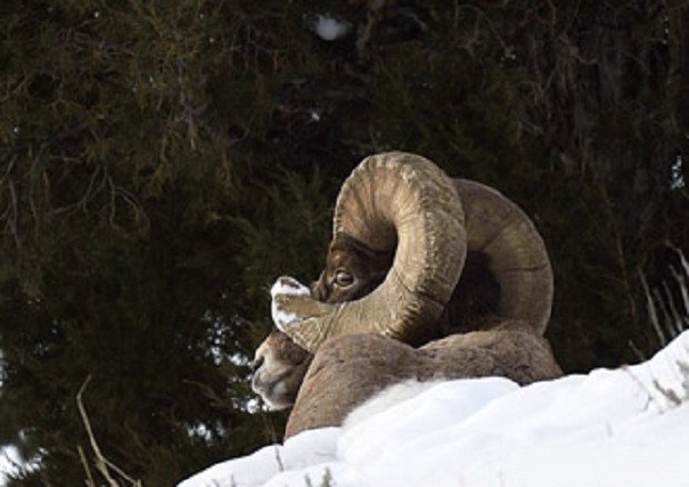 Mouflon au Yellowstone. USA