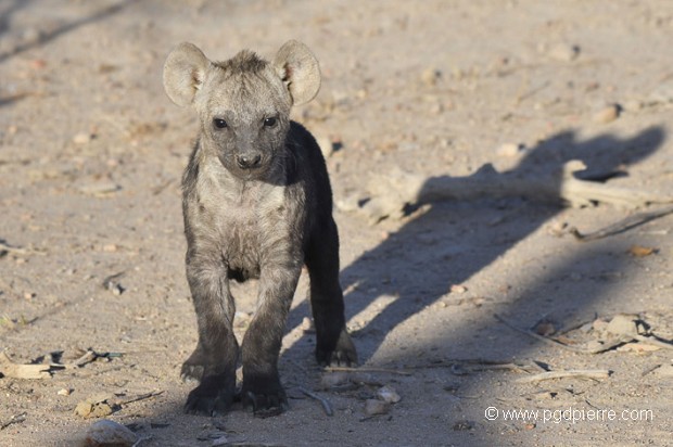 Jeune hyène tachetée, Afrique du Sud