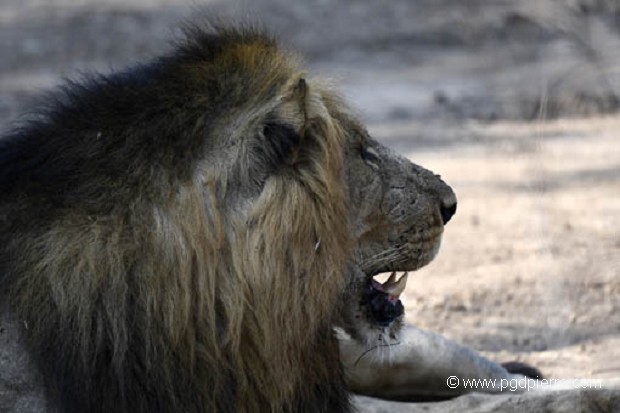 Lion de Zambie