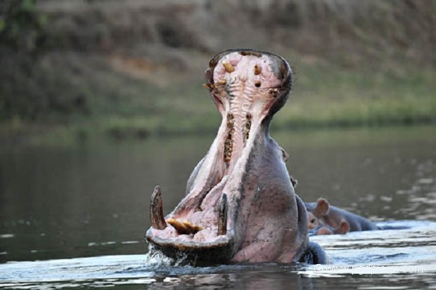 Hippopotame baillant