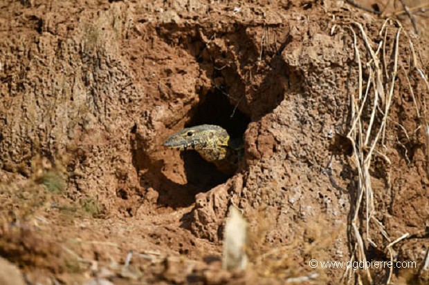 Varan (varanus albigularis) en Zambie