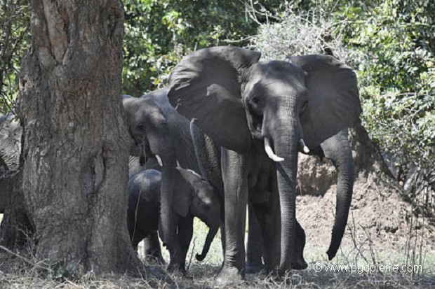 Matriarche et  sa troupe en forêt