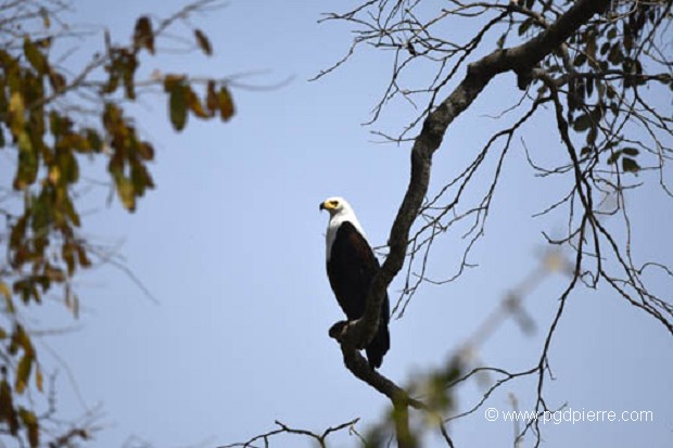 Aigle pêcheur, ou Pygargue vocifer
