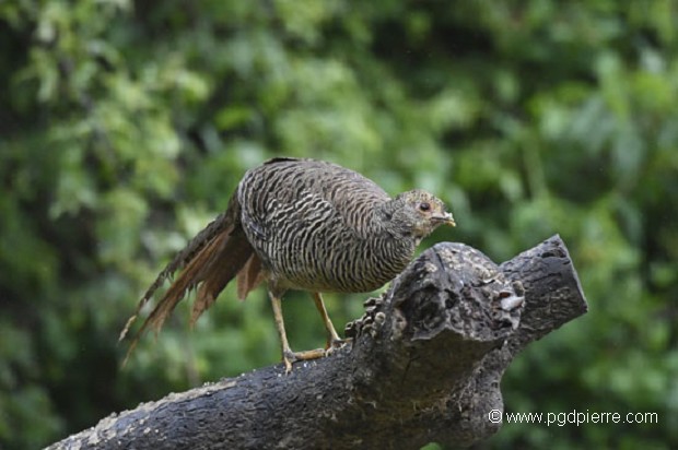 Poule faisane