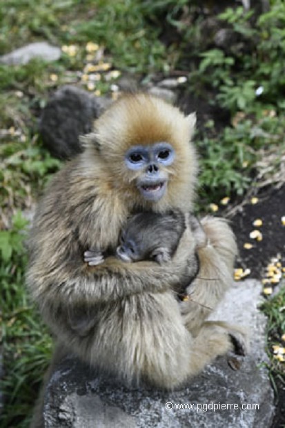 Juvénile jouant à la maman