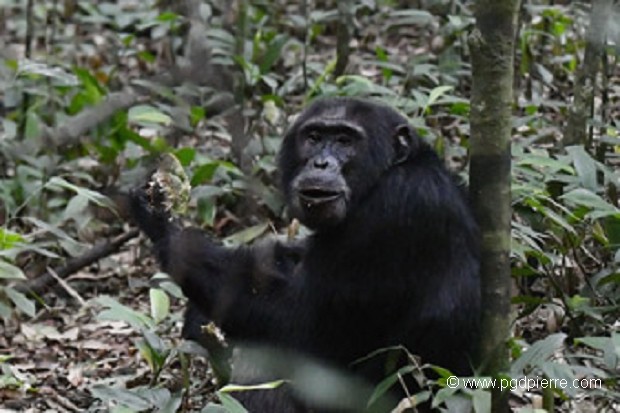 Chimpanzé en Uganda