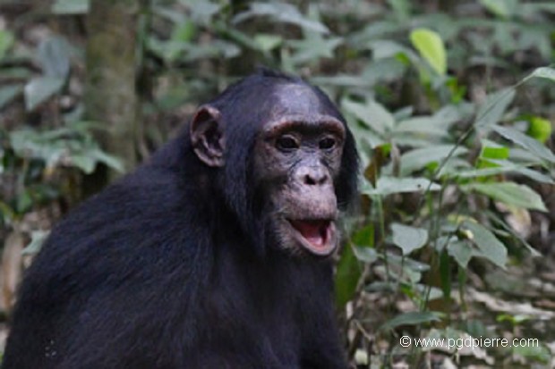 chimpanzé en Uganda