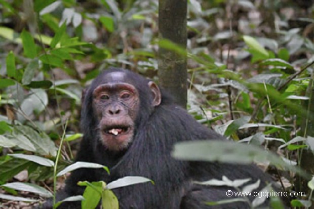 Jeune chimpanzé Uganda