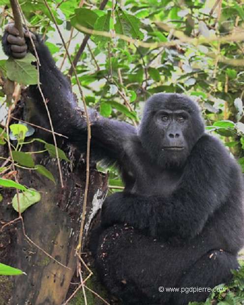 Gorille femelle enceinte Uganda