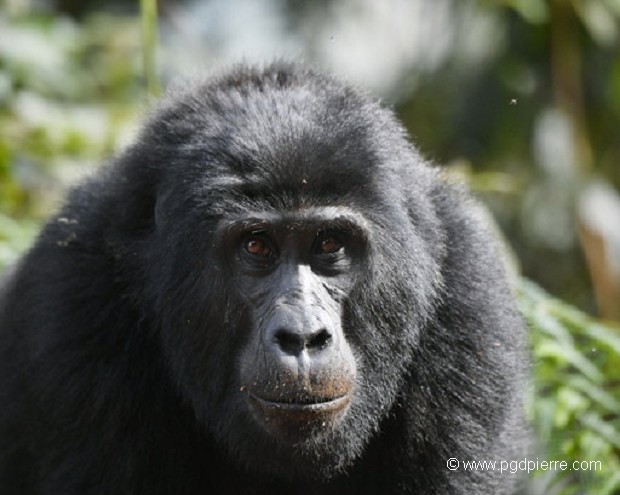 gorille femelle Uganda