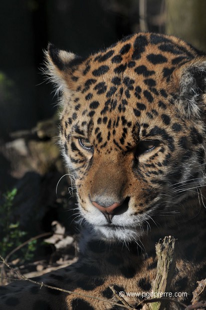 Jaguar dans l'ombre du feuillage près d'une rivière au Pantanal