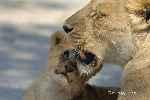 Maman lion et son jeune d'un mois et demi