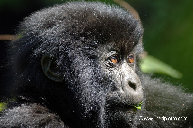 Gorille de montagne. L'un des 650 restant au monde au Rwanda !