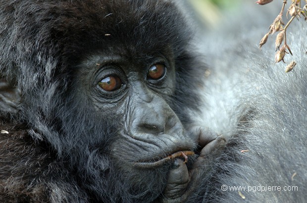 jeune Gorille de montagne de la famille précédente