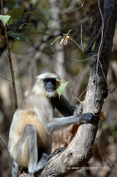 Singe Entelle en forêt du Gudjerat, Indes de l'Ouest
