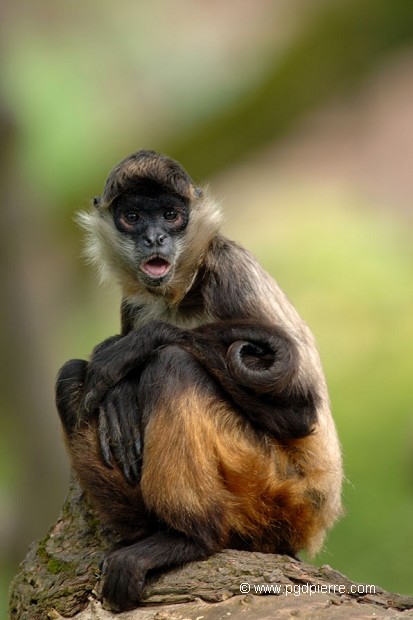 Petit singe Ateles surpris par le photographe sur un tronc