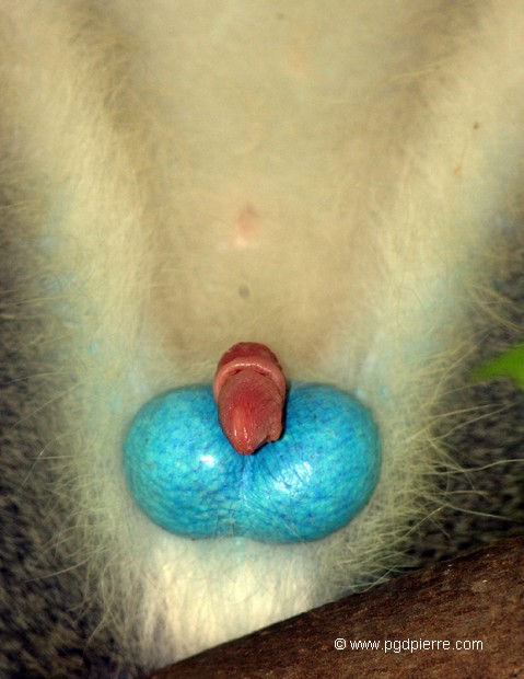 Cours de sexologie, le sexe du vervet !
