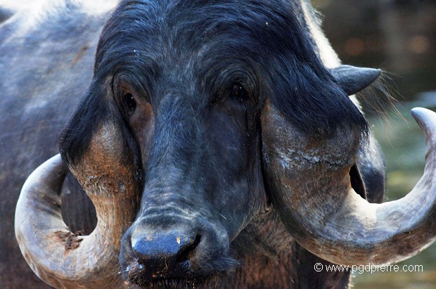 Buffle d'Asie aux yeux de cocker !