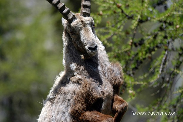 Bouquetin combattant, Alpes du sud