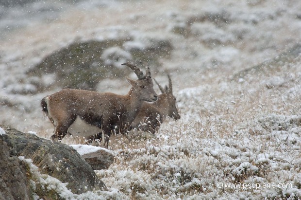 Jeunes bouquetins dans la neige de printemps