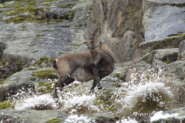 Jeune bouquetin et premières neiges