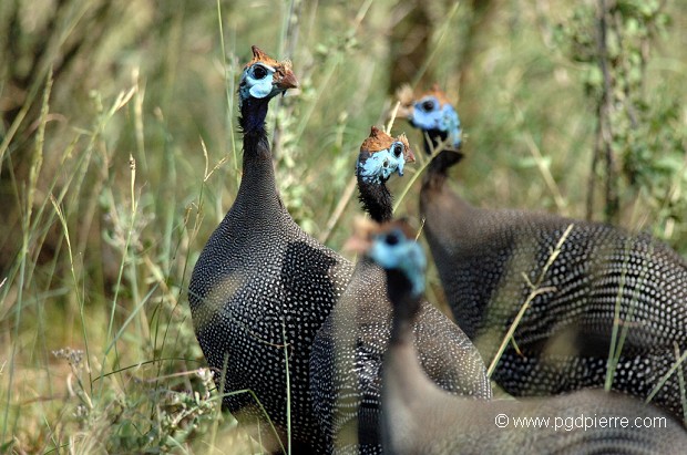 Pintades bleues du Botswana