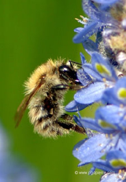 Abeille sur fleur bleue