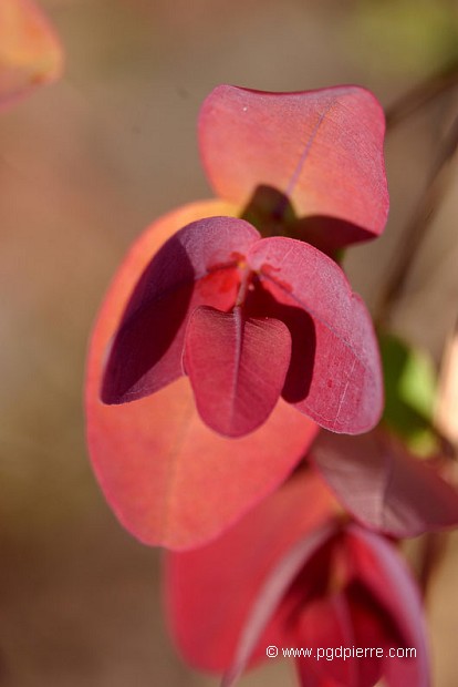 Feuilles-fleur du Brésil
