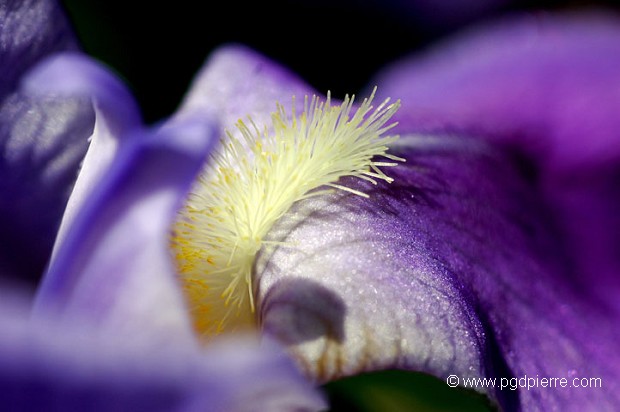 Fleur mauve à pistil