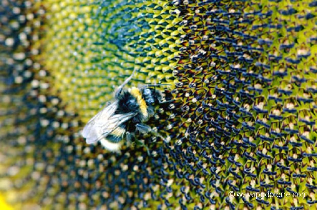 Abeille sur tournesol