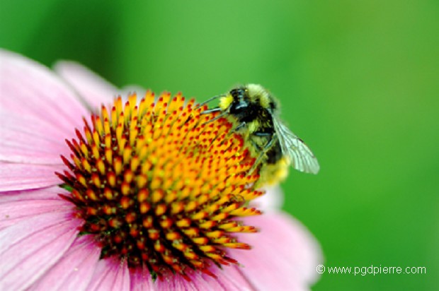 Abeille sur coeur de fausse camomille