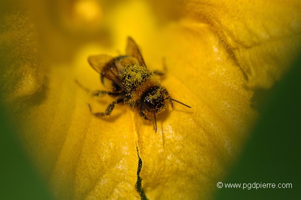 Abeille ivre de pollen